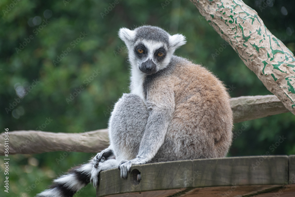 Obraz premium ring tailed lemur