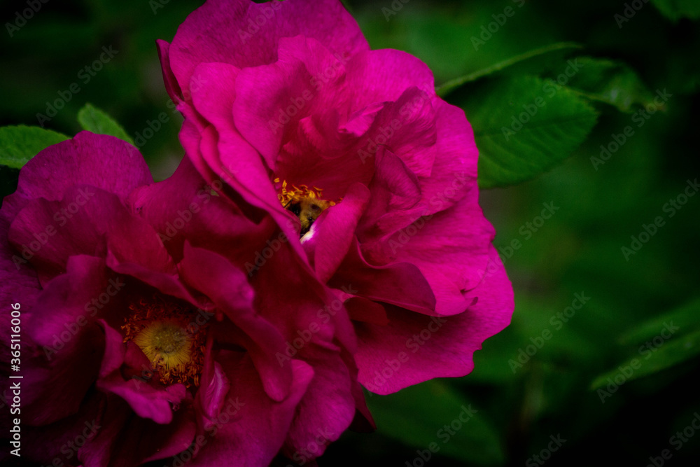 Fototapeta premium pink roses in the summer