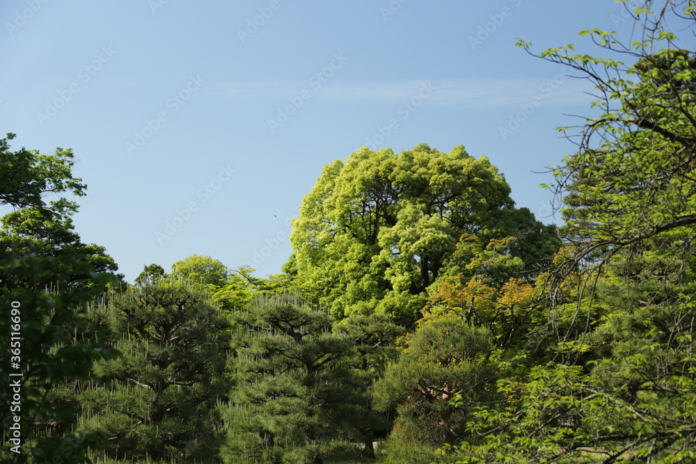 Obraz premium 京都 桂 20150511