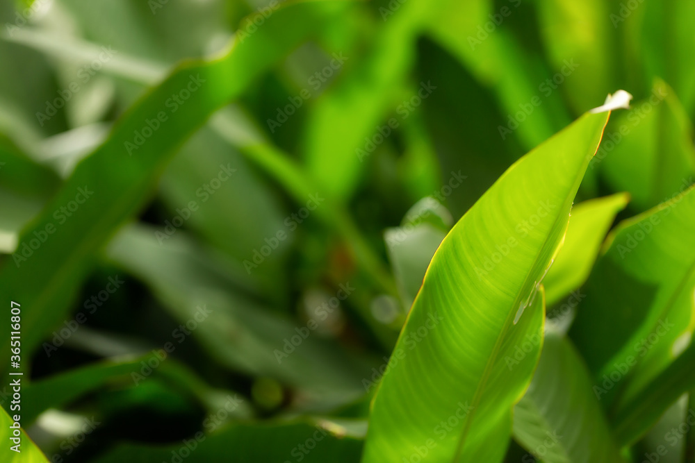 exotic flower on dark green tropical foliage nature background exotic flower on dark green tropical foliage nature background
