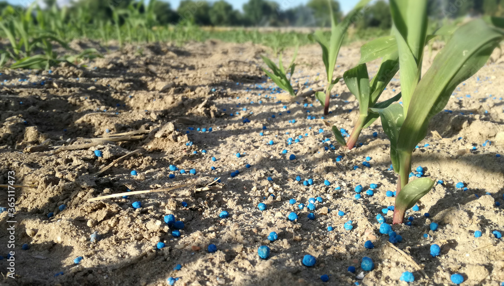 Fertilization in winter cereals, corn, wheat and barley. Mineral