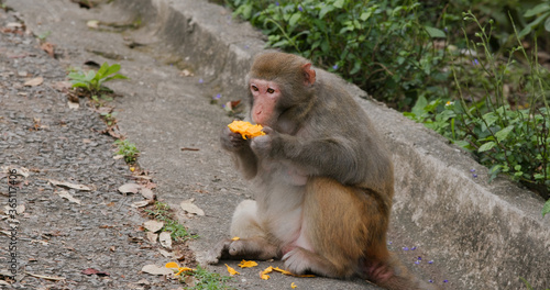 Canvas Print Wild monkey eat the mango at forest