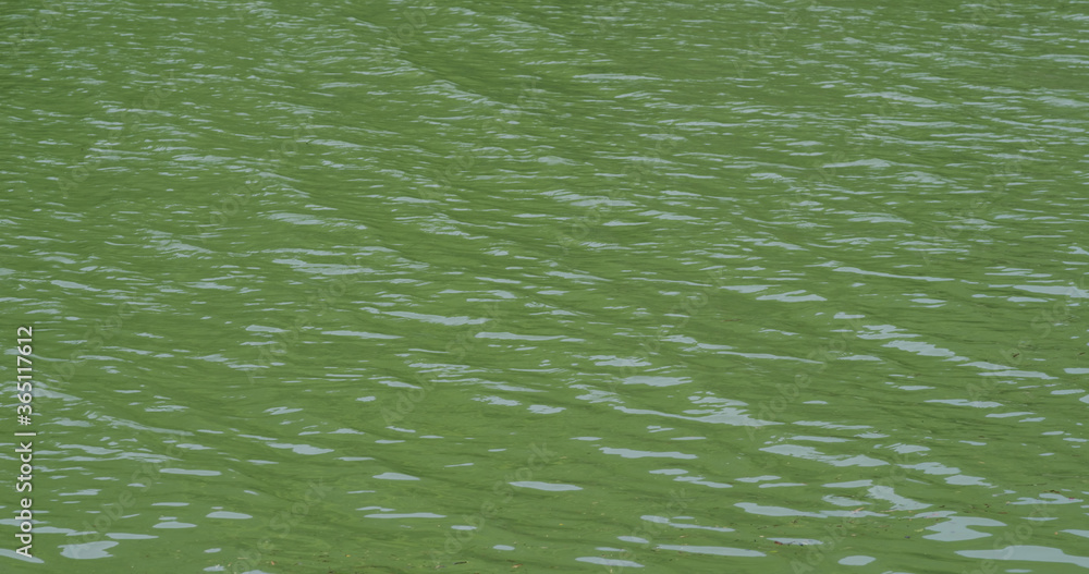 Water of a lake in green color