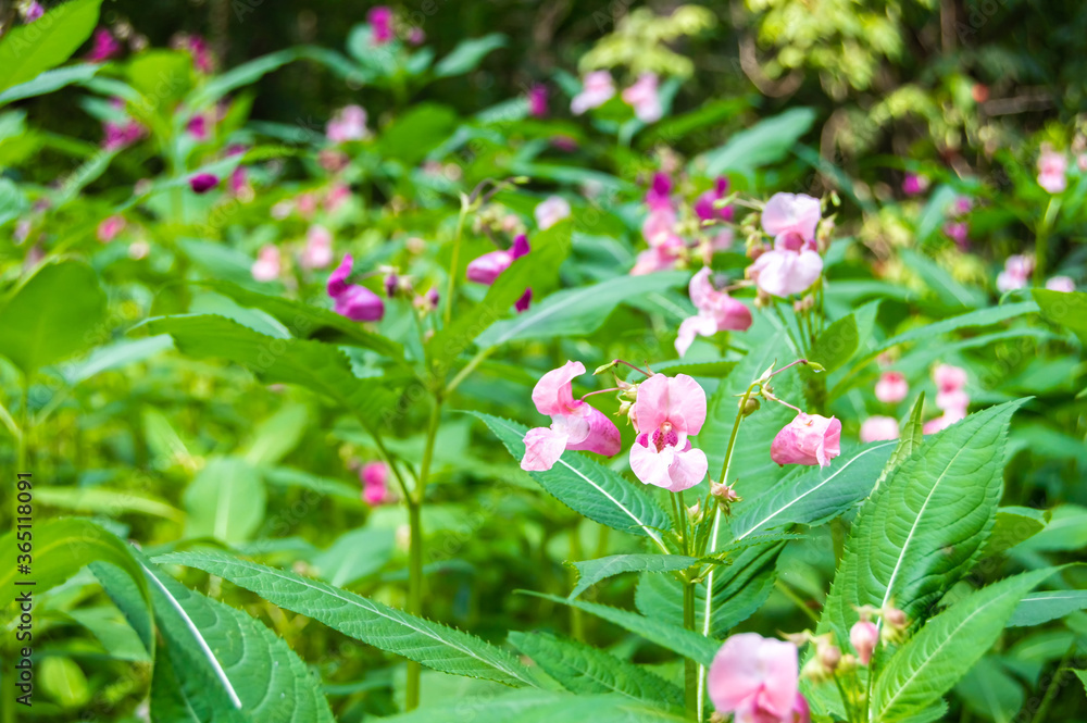 impatiens glandulifera flowers close up on a blurry background impatiens glandulifera flowers close up on a blurry background