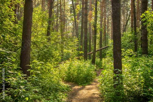 Fototapeta Naklejka Na Ścianę i Meble -  Hiking path in a deep coniferous forest on a Sunny day.