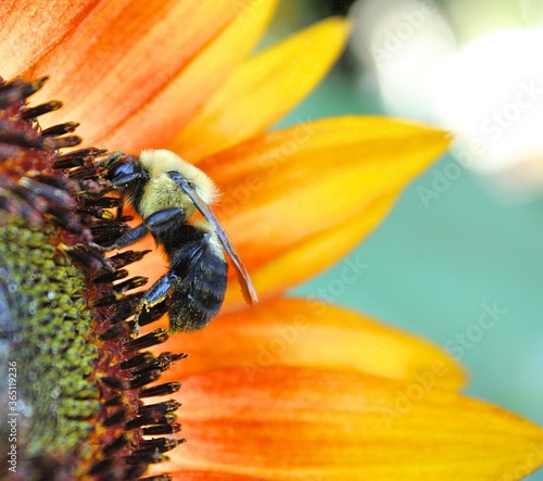 Hungry BumbleBee