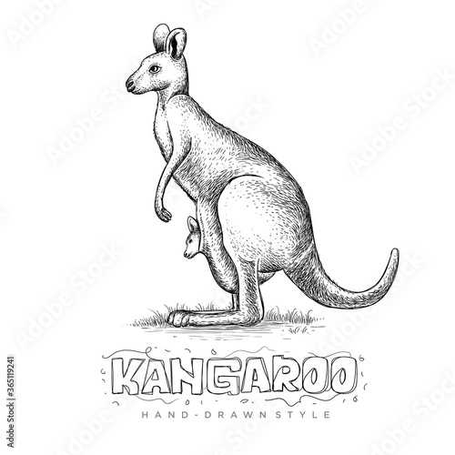 vector of a kangaroo holding his child, an illustration of a hand drawn animal