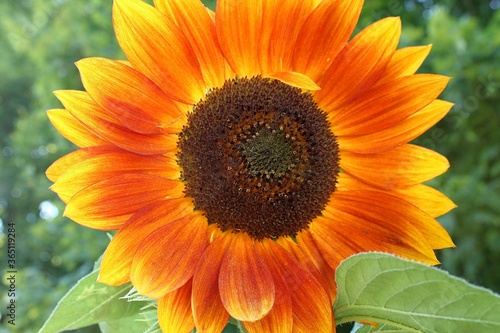 Unfiltered sunflower burst