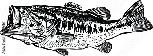 hand drawn vector illustration of the perch fish