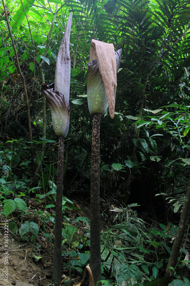 Giant Arum (Amorphophallus gigas) the largest flower in the world