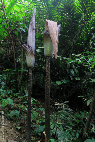 Giant Arum (Amorphophallus gigas) - the largest flower in the world with a height of nearly 3.97 m. in the Kampar forest, Riau, Indonesia.