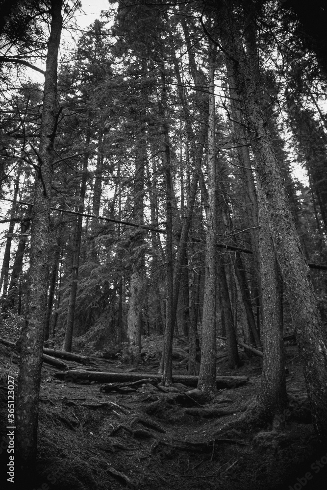 forest at the Jasper Canada