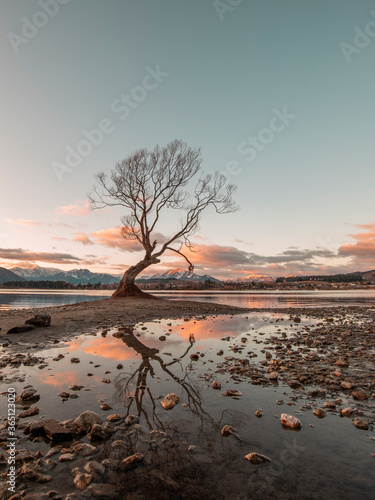 That Wanaka Tree Sunset Reflection