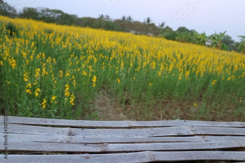 yellow flowers on a wooden fence