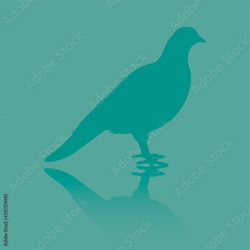 pigeon
