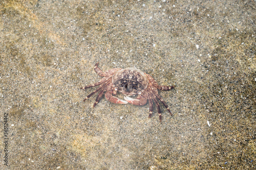  Pacific Ocean crab in a shallow waters of the shore