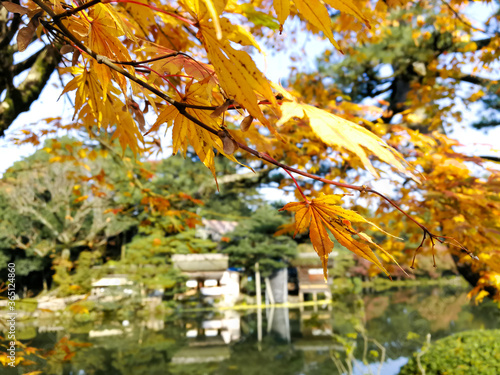 the changed colour maple leaves in autumn