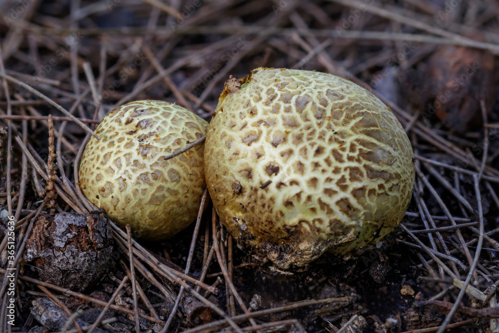 Puffball Fungi (Scleroderma cepa) - NSW, Australia Puffball Fungi (Scleroderma cepa) - NSW, Australia
