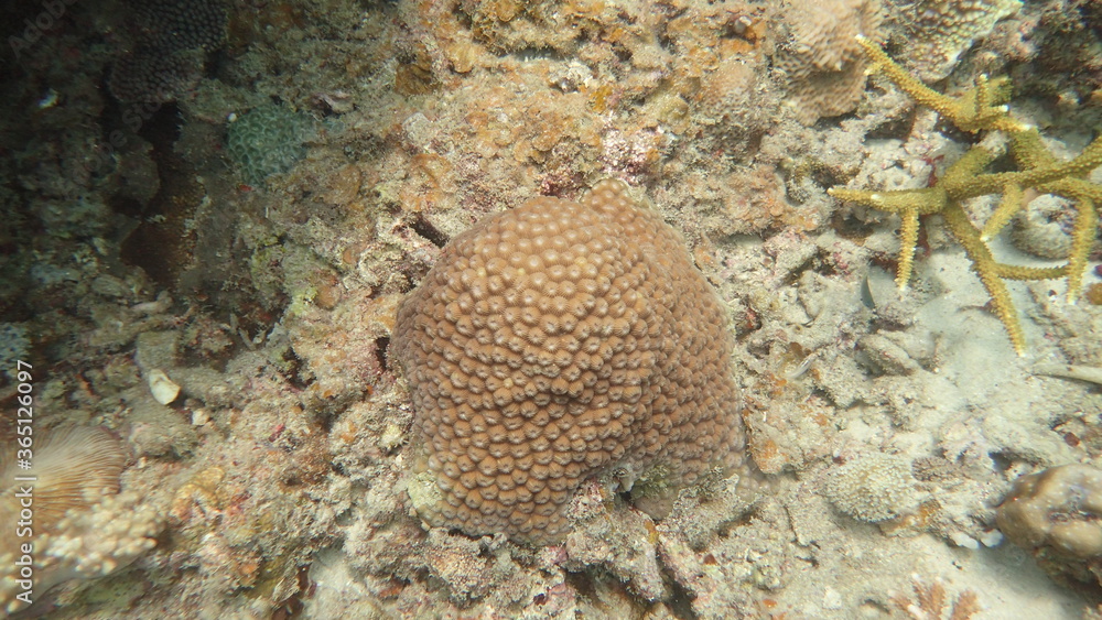 Fototapeta premium coral reef area at Tioman island, Malaysia