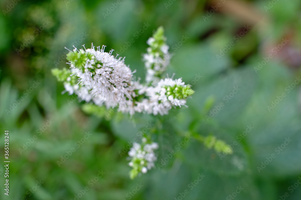 Fresh mint with flowers against a natural green background. High quality photo Fresh mint with flowers against a natural green background. High quality photo