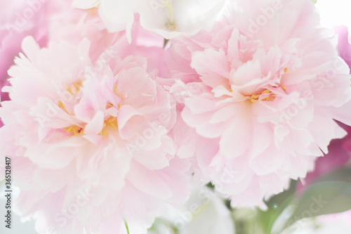 Fresh peony flower bouquet. Beautiful Pink Flowers still life © eugenepartyzan