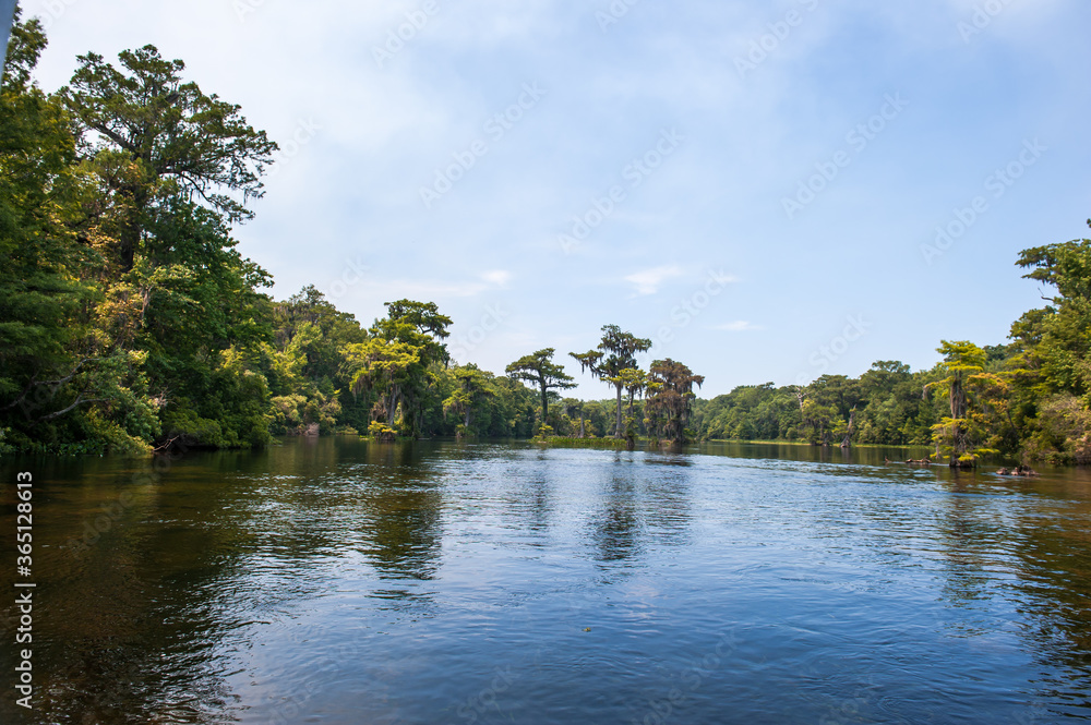 Beautiful and mysterious Wakulla spring state park Florida. Tillansia Spanish Moss, The filming location Beautiful and mysterious Wakulla spring state park Florida. Tillansia Spanish Moss, The filming location