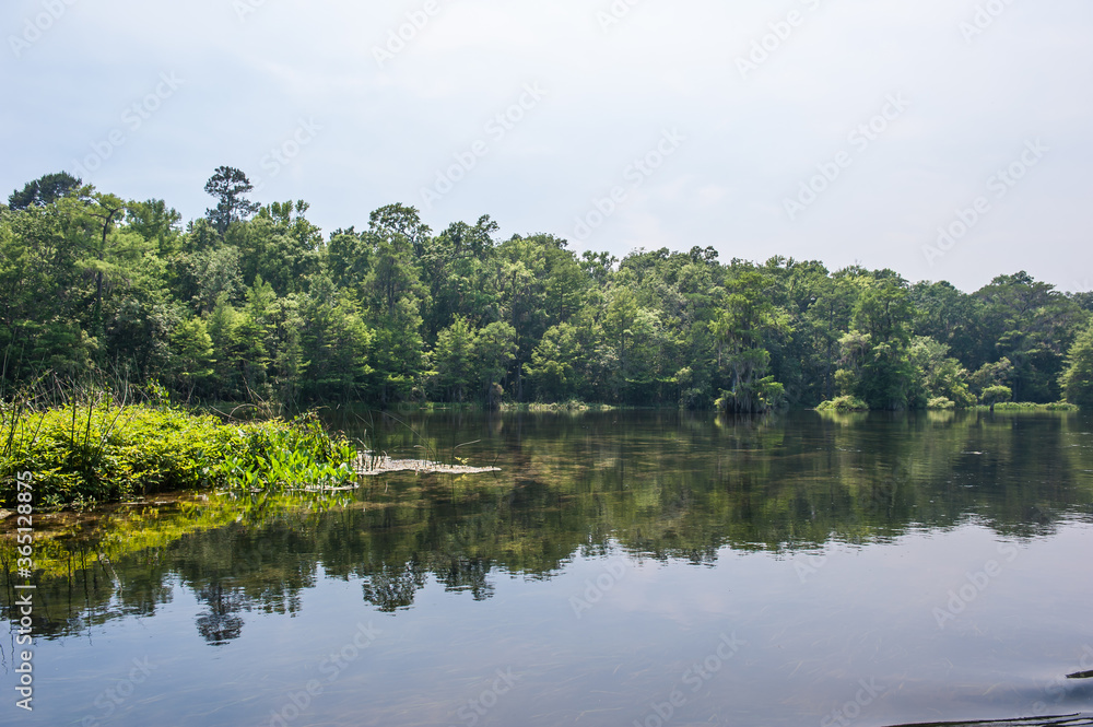 Beautiful and mysterious Wakulla spring state park Florida. Tillansia Spanish Moss, The filming location 