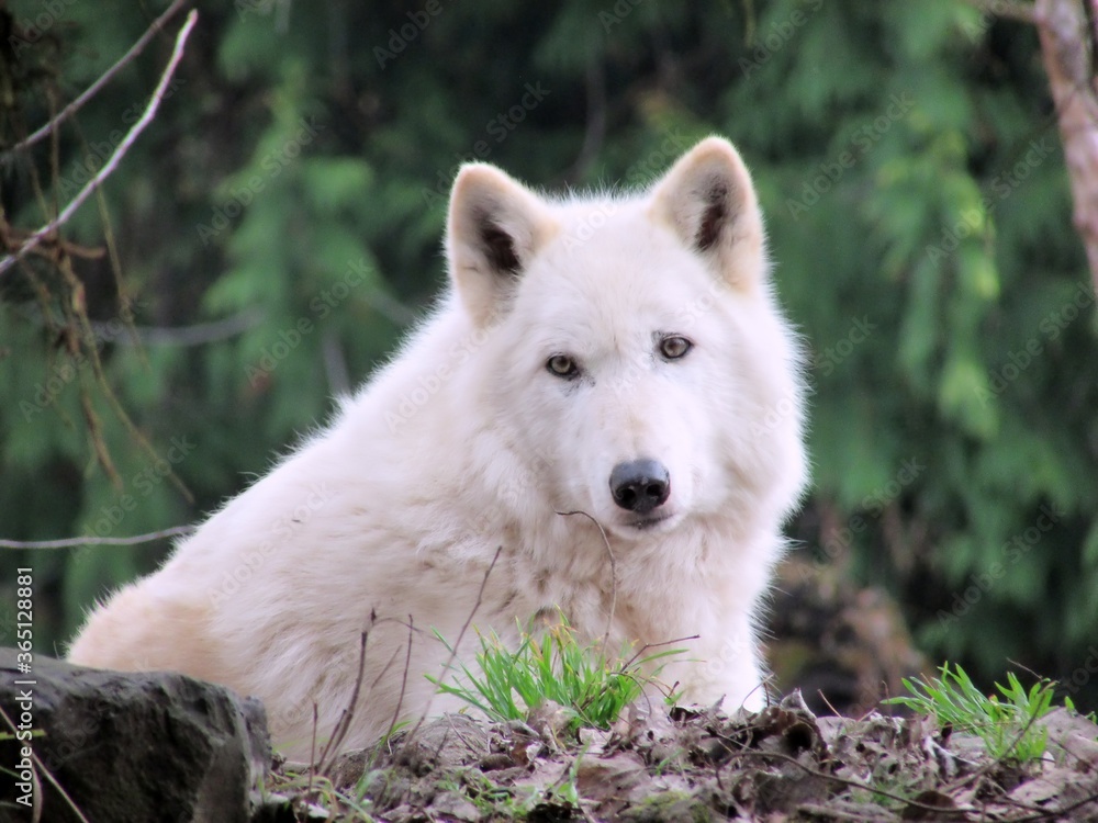 white wolf in the woods white wolf in the woods