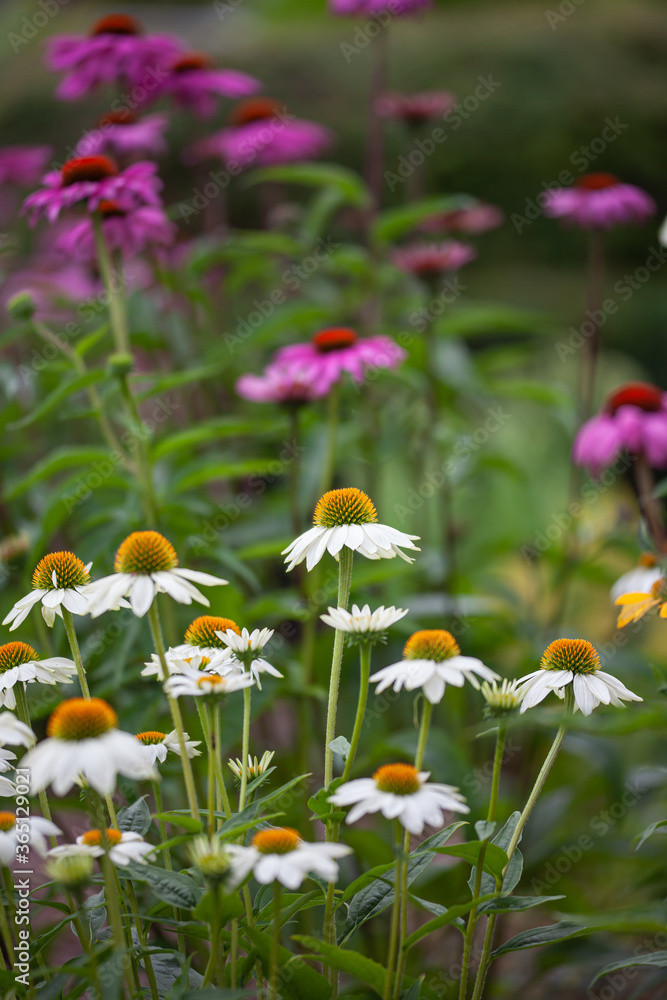 white and purple coneflowers (echinacea) in full bloom white and purple coneflowers (echinacea) in full bloom