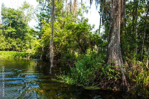 Beautiful and mysterious Wakulla spring state park Florida. Tillansia Spanish Moss, The filming location "Tazan" © Chongbum Thomas Park