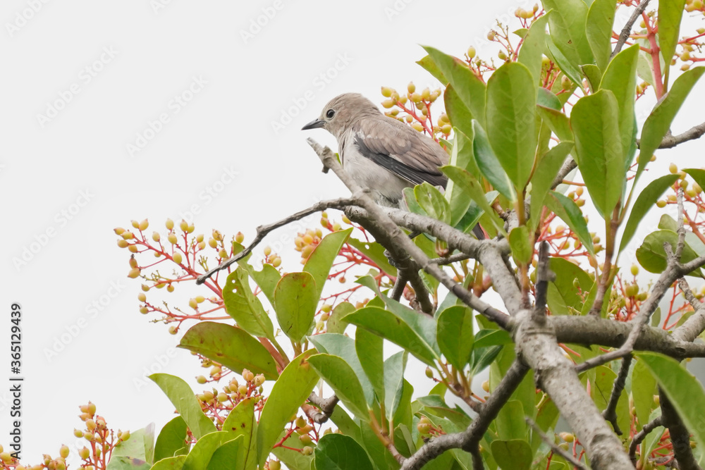 chestnut cheeked starling on branch chestnut cheeked starling on branch