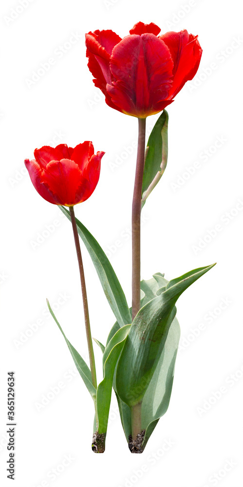 Two red tulips isolated on white. Spring flowers in the ground Two red tulips isolated on white. Spring flowers in the ground