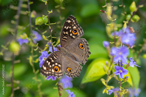 Lemon Pansy butterfly on purple flower. 