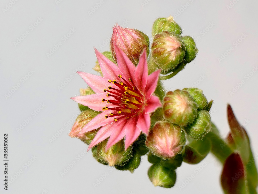common houseleek with flower common houseleek with flower