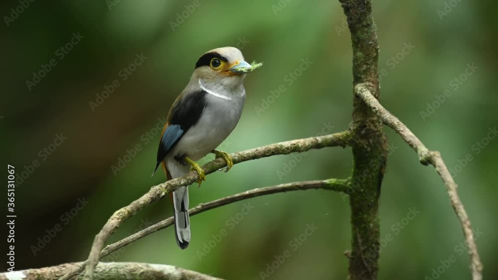Silver-breasted broadbill, Serilophus lunatus; a female perched on branch with food in the mouth while facing towards the camera then takes off to deliver to the nest. Silver-breasted broadbill, Serilophus lunatus; a female perched on branch with food in the mouth while facing towards the camera then takes off to deliver to the nest.