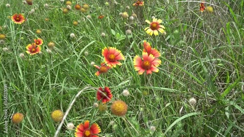 This is a clip of Texas wildflowers blowing in the summer wind. photo