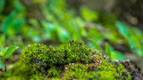 Lush green moss forest in blurry green fern Background, topical forest nature background