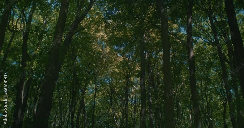 Low Angle View Of Lush Forest Trees Gently Swaying