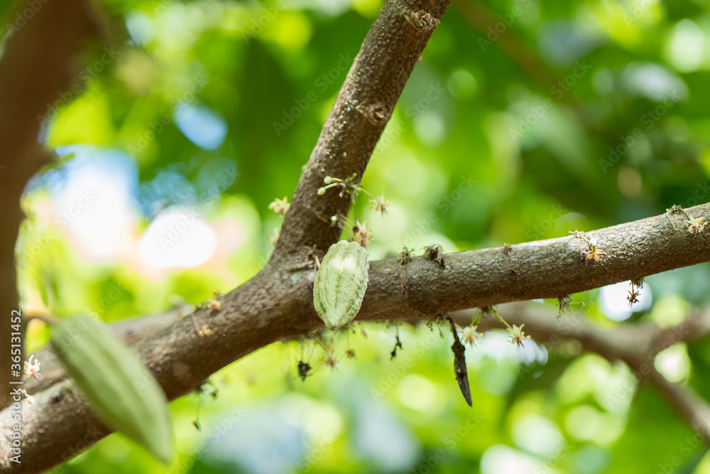 Cacao Tree (Theobroma cacao). Organic cocoa fruit pods in nature. Cacao Tree (Theobroma cacao). Organic cocoa fruit pods in nature.
