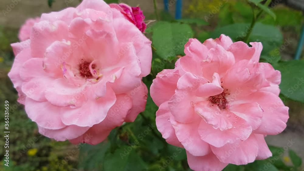 pink wild rose. Closeup of two ashy pink roses swaying in wind with water drops on delicate wet petals in dusk. Beauty of nature while summer rainy weather. Raindrops inside rose flowers in rain pink wild rose. Closeup of two ashy pink roses swaying in wind with water drops on delicate wet petals in dusk. Beauty of nature while summer rainy weather. Raindrops inside rose flowers in rain