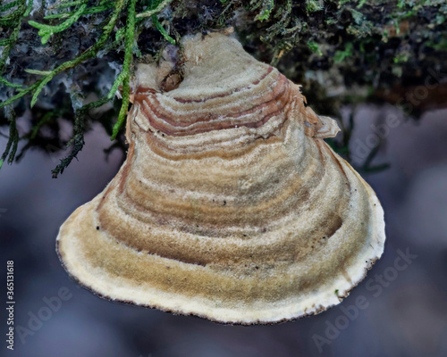 Young Trametes versicolor bracket fungus growing on a fallen log - approx 30mm dia - Barrington Tops National Park, NSW, Australia