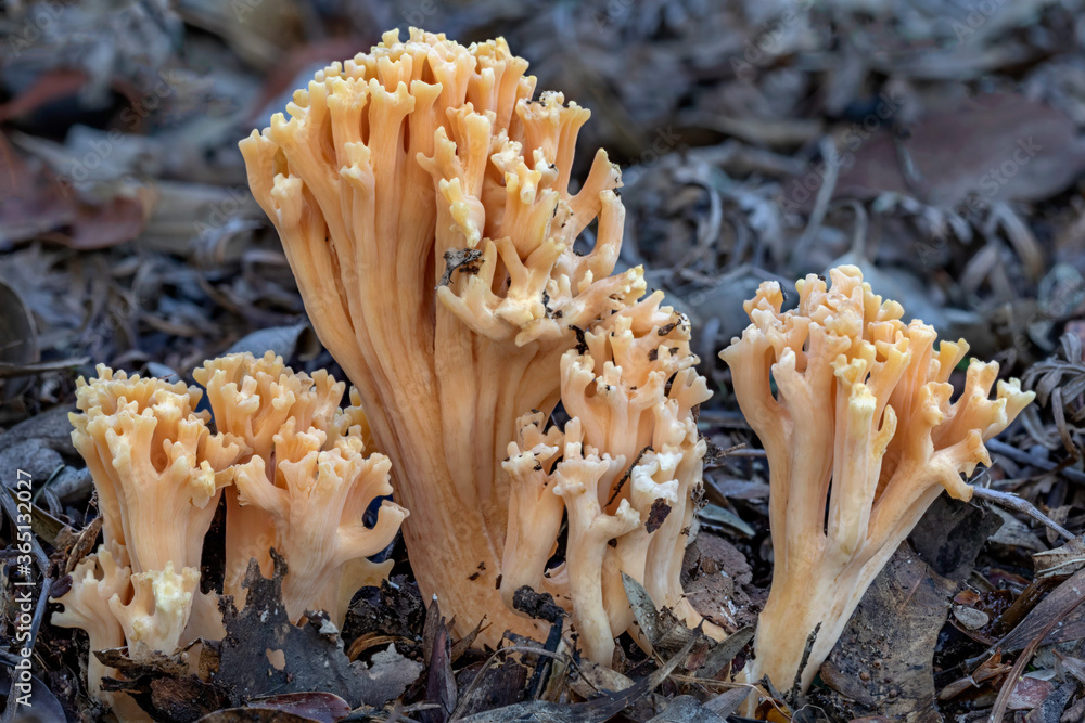 Ramaria formosa coral fungus - up to 150mm tall - NSW, Australia Ramaria formosa coral fungus - up to 150mm tall - NSW, Australia