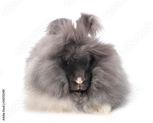 Fotografie English Angora rabbit