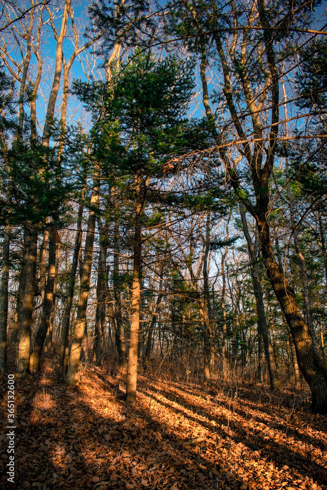 Obraz premium Sunset in the autumn forest