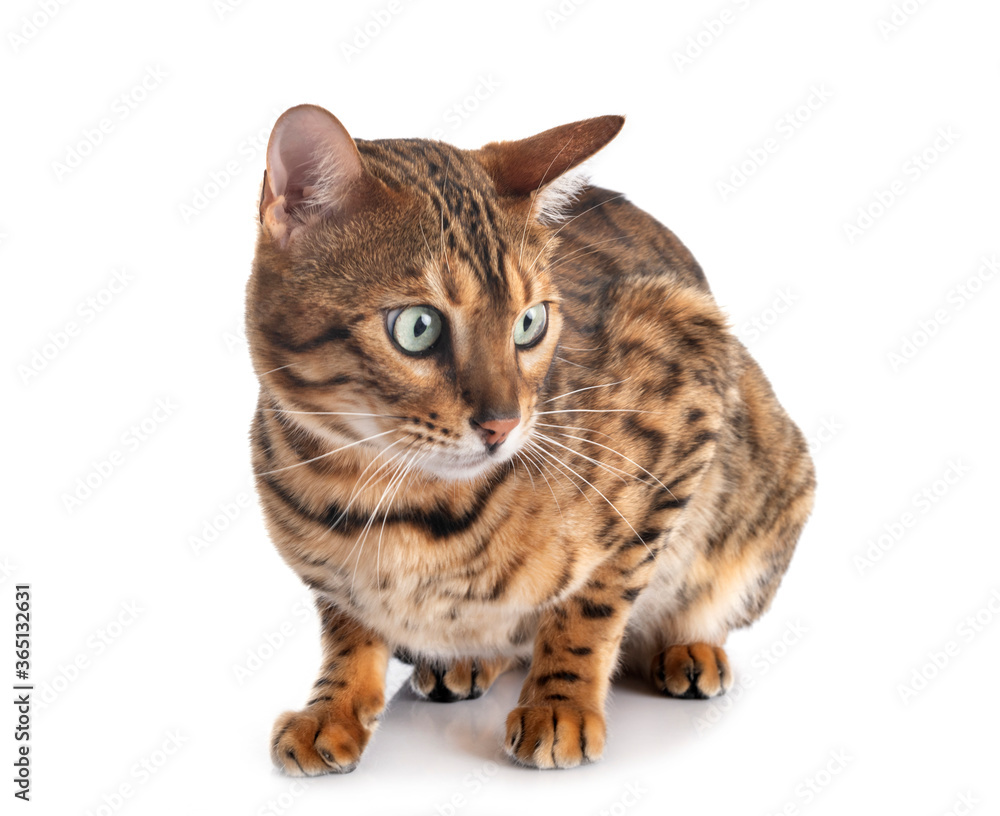 Obraz premium bengal cat in studio