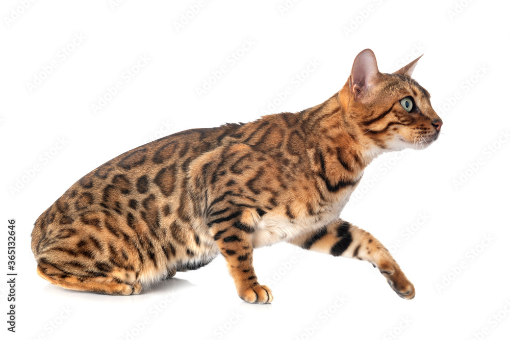 Obraz premium bengal cat in studio