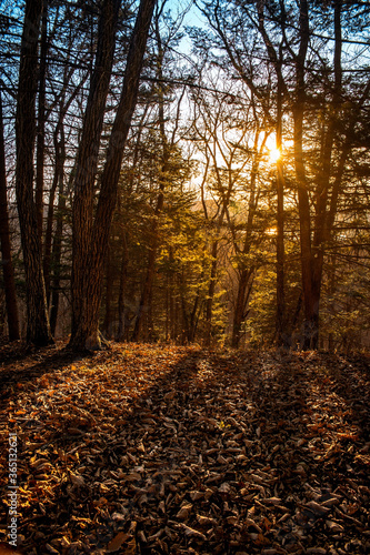 Sunset in the autumn forest