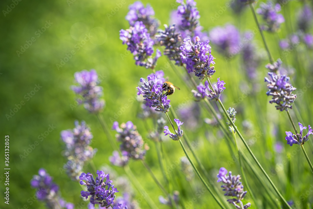 Honey bee on Lavander Honey bee on Lavander