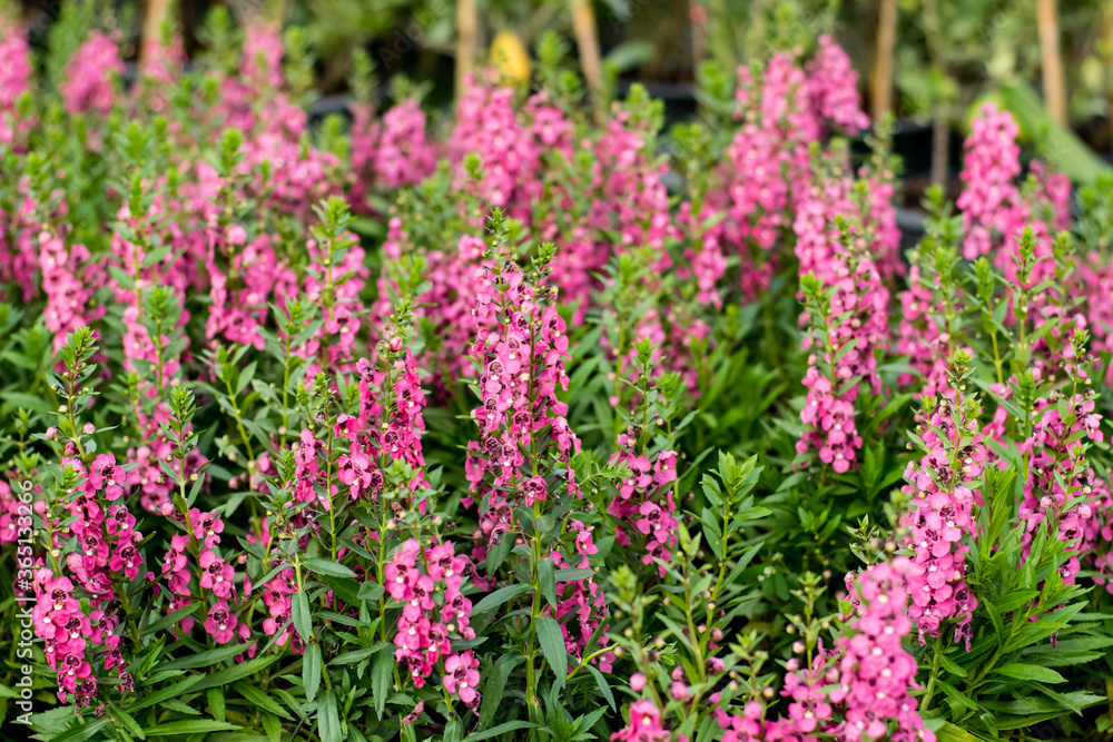 Beautiful blooming angelonia flowers Beautiful blooming angelonia flowers