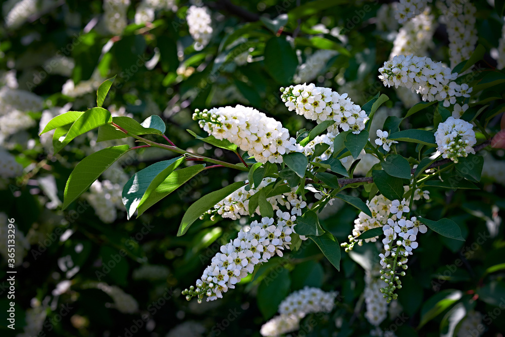 White lilac flowers. Blooming tree. White lilac flowers. Blooming tree.